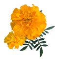 Yellow with orange flower marigold. Vector illustration.